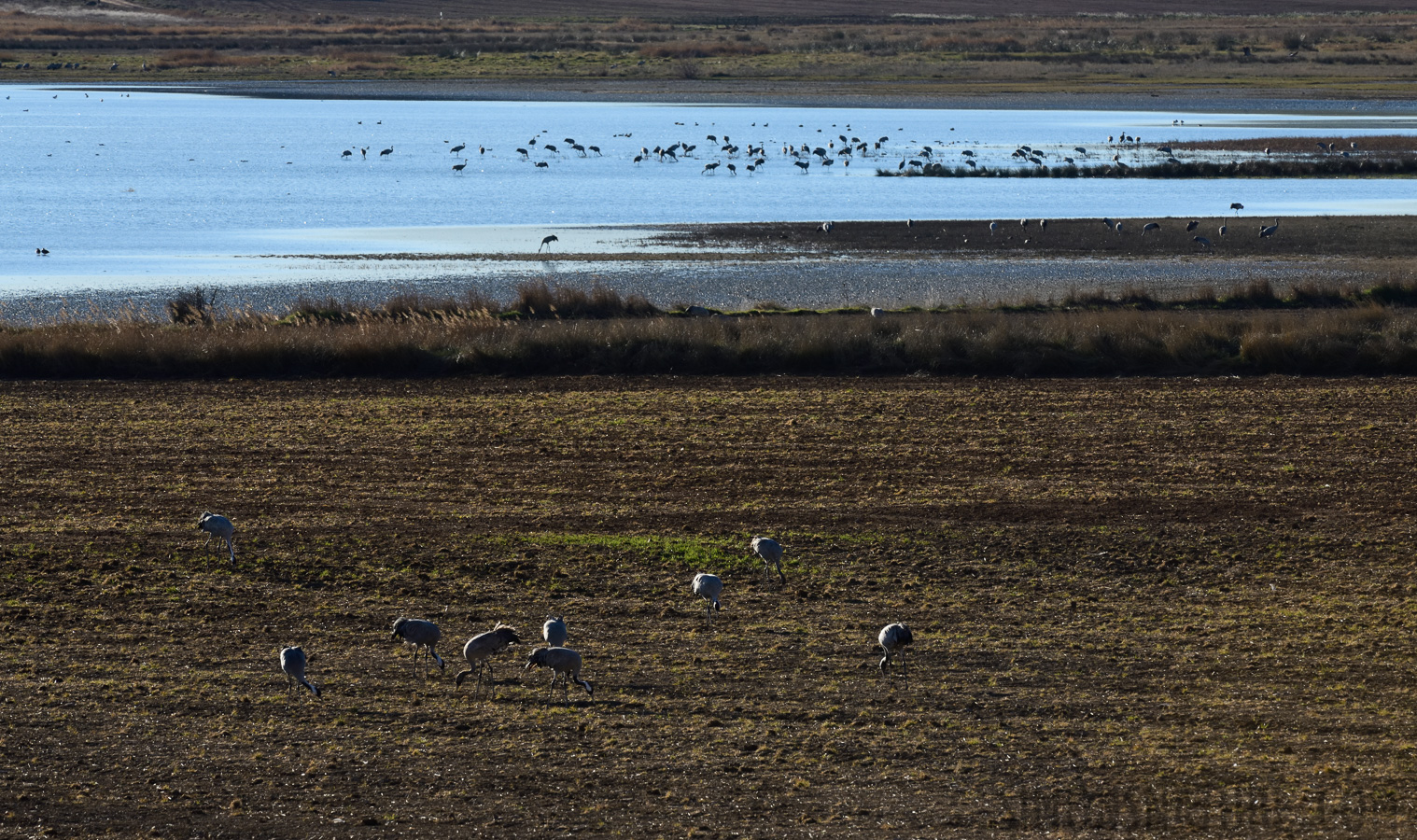 Grus grus [400 mm, 1/500 Sek. bei f / 16, ISO 1000]